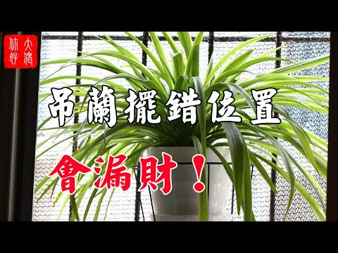 吊蘭辦公室風水