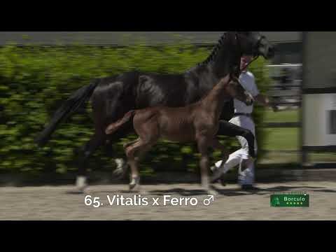 65 Nordic ES (Vitalis x Ferro)