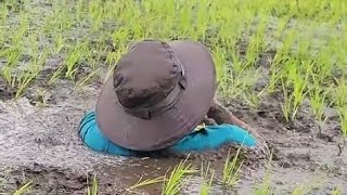 Download lagu Ternyata dalam sawahnya ga kira² bisa sedada mp3