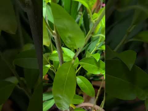 寒さに耐えられるウィンタージャスミンの管理方法は？彼には何が欠けているのでしょうか？  庭園