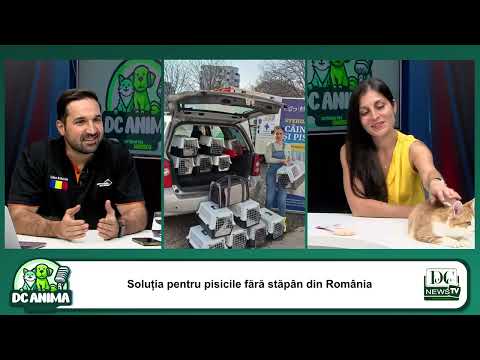 Soluția pentru pisicile străzii din România: Sterilizarea TNR și căsuțele comunitare