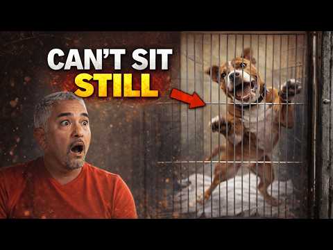 This ER Blood Donor Dog Was Causing Chaos 😳 | Cesar 911