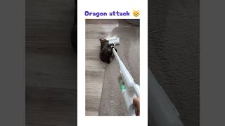 dragon attack 😸