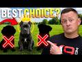 How to Avoid Picking the Wrong Puppy!