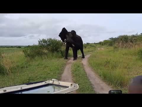 Tembe Compilation - 25 January 2022