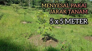 Download lagu WHAT IS THE IDEAL SPACING FOR A DURIAN ORCHARD?? | BOCAH DUREN mp3