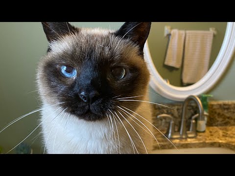 Max The 12 Year Old Siamese Has Spunk!