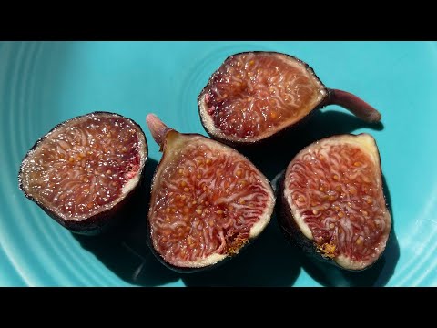 De Tres Esplets - Early main crop fig  from Mallorca 💥