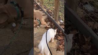 Video preview image #1 American Bulldog-Pointer Mix Puppy For Sale in Decatur, GA, USA