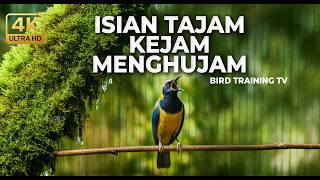 Download lagu 🔴 Live Cucak Cungkok Super Gacor Isian Kunti Serindit Pancawarna Tembakan Kasar dan Tajam mp3