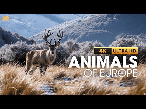 Animals of Europe 4K Ultra HD With Names & Calming Music