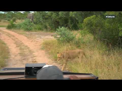 Elephant vs. lioness: The unexpected showdown
