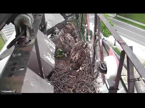 "I2" Rejoins Siblings At Cornell Hawks Nest Site – June 13, 2019