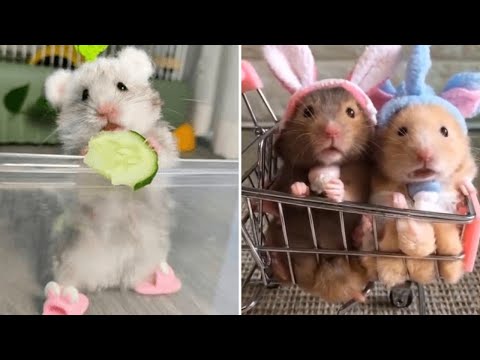 Vidéos drôles de hamsters | moments mignons et drôles 2025