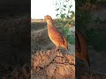 Francolin Birds Sound Shorts