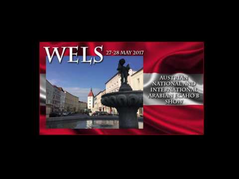 Webtv next shows 2017