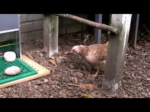 Greta am Futterautomat