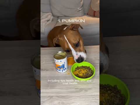 4 Healthy Foods To Add To Your Dogs Meals