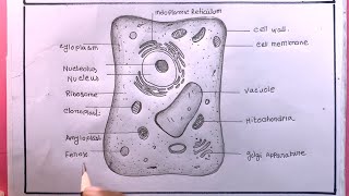 How To Draw A Plant Cell Easy/Plant Cell Drawing
