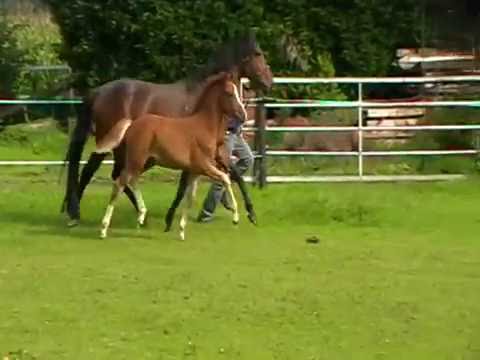 2016 Steverheides Nurejew, HF von FS Numero Uno/ Dein Sunnyboy