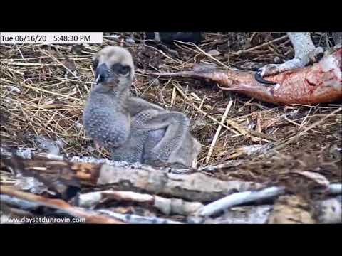 Dunrovin Ranch Osprey Video_2020-06-16_184850-Fish #2 return