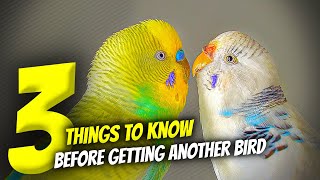 Download lagu 3 Things You NEED to Know Before Getting Another Bird mp3 Download lagu 3 Things You NEED to Know Before Getting Another Bird mp3