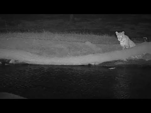 Djuma: Leopard-Tlalamba female - 18:36 - 10/08/19