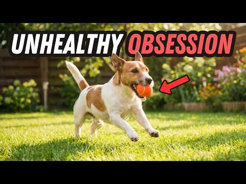 9 Jack Russell Habits That Shock First-Time Owners