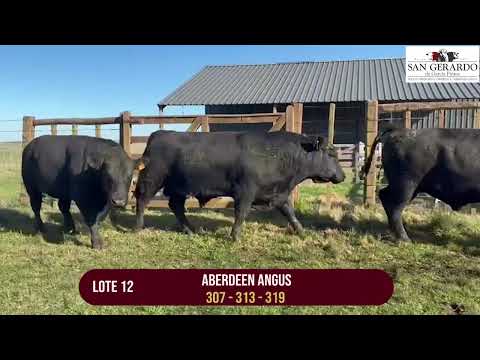 Remate San Gerardo 2025 | Toros Angus & Hereford – Florida, Uruguay | Lote 12