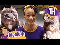 Meekah Learns About Cute Pets At The Animal Shelter Educational Videos Blippi And Meekah Kids TV