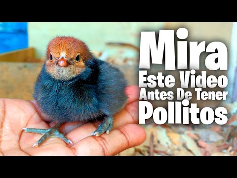 , title : 'Debes Ver Este Video Antes de Tener Pollitos 🐥 Cómo cuidar Pollitos sin Gallina y con Gallina'