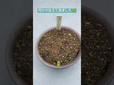 セアノサステラス用の地中海植物