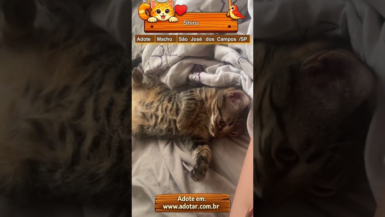 Gato raça SRD-ViraLata idade 7 a 11 meses nome Shiru