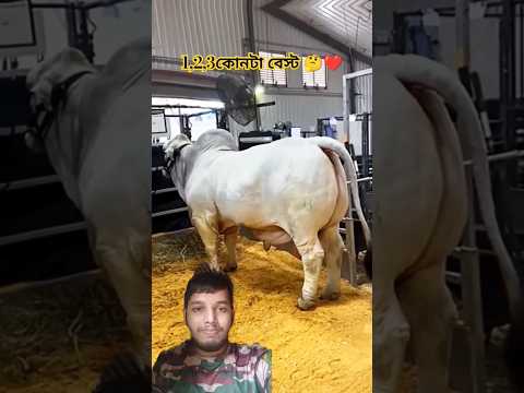 Guru official New video 2024🇧🇩🔥👌#shorts @biggestbullsandcow865 @biggestcowinbangladesh