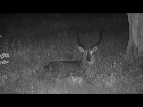 Djuma: Waterbuck bull resting for the night - 22:30 - 06/14/20