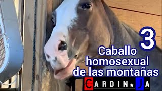 Caballo homosexual de las montañas 3 Cardin.Ja