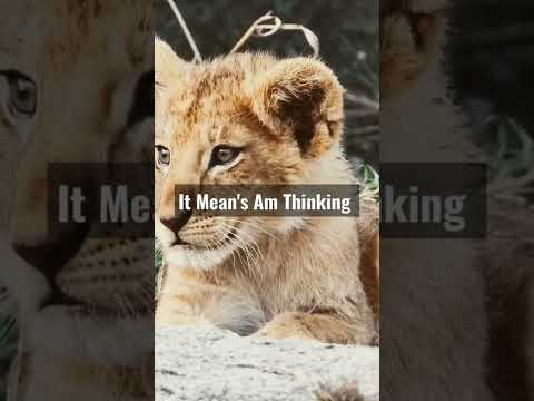 Sigma rule 61🔥🔥😎#sigma #attitude #confidence #sigmarule #shorts #sigmastatus #lionattitude #lion