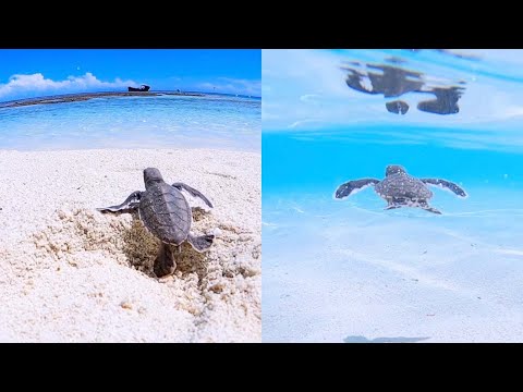 Baby Turtle Makes Its Way Into The Ocean For The First Time