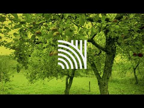 Ruth Royall - AppleTree