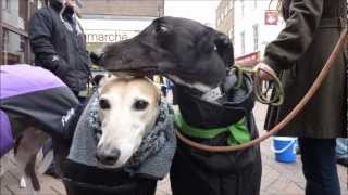 preview picture of video 'Greyhound Rescue Wales Street Collection - Abergavenny March 30, 2013'