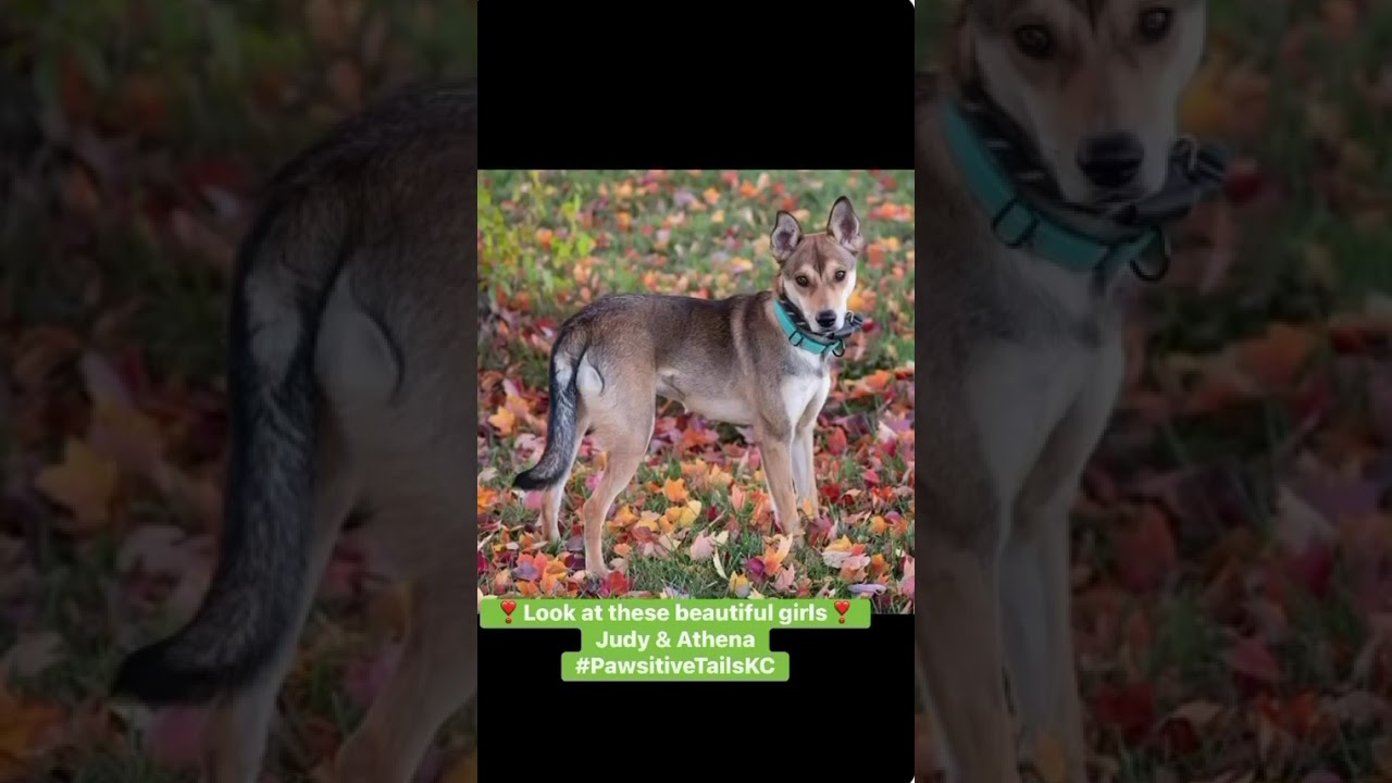 Enlarge Judy, a Adoptable mixed breed in Olathe, KS video 6/6