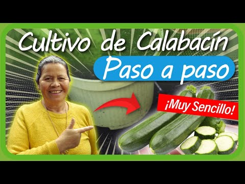 , title : 'Cómo sembrar CALABACIN paso a paso en la HUERTA casera // cultivo de CALABACIN en MACETA'