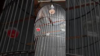 Download lagu konin isian ciblek gunung cigun mp3