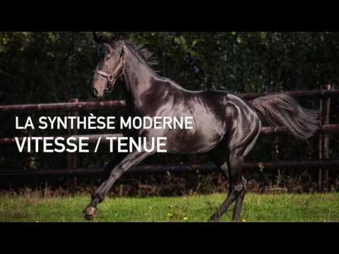 Haras de Cercy: étalons 2017