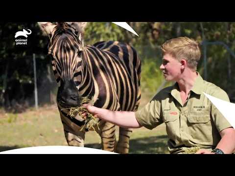 Bindi’s Otter Training and Zebra Rescue Mission | Crikey! It's The Irwins S1 E13 | Animal Planet