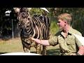 Bindis Ottertraining Und Zebra Rettungsmission Meine Güte It S The Irwins S1 E13 Animal Planet