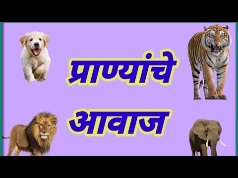 Pranyanche Aavaj. प्राण्यांचे आवाज. विविध प्राण्यांचे आवाज. आवाजासहित.
