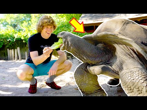 This Turtle Cost $40,000!