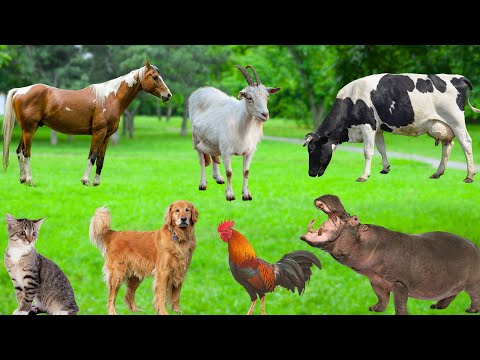 Interesting Animals - Cats, Rabbits, Hippos, Horses, Cows, Chickens, Goats - Animal Sounds