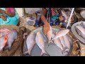 Ilis II Hilsa In Gujrat Fish Market Bharuch Dandia Bazar